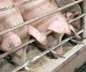 Skład paszy dla tuczników istotny w&nbsp;dążeniu do wyników produkcyjnych