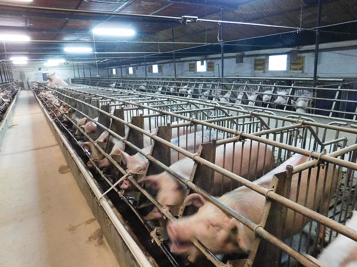 Produkty uboczne przemysłu cukrowniczego i olejarskiego w żywieniu świń