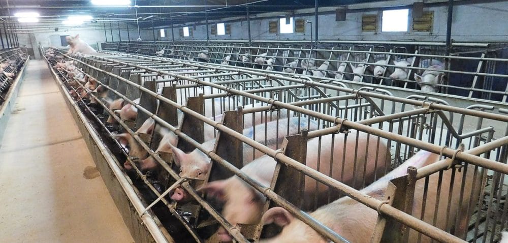 Produkty uboczne przemysłu fermentacyjnego w żywieniu świń