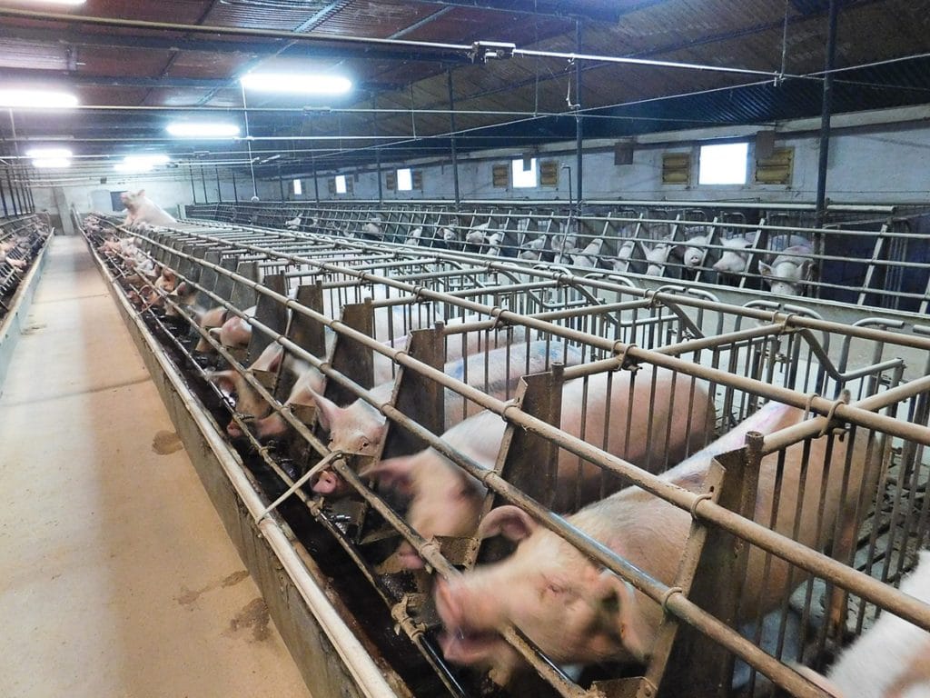 Produkty uboczne przemysłu fermentacyjnego w żywieniu świń
