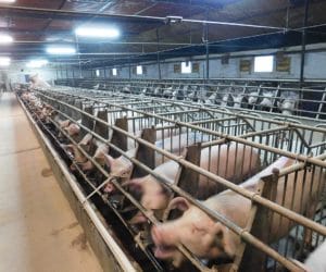 Produkty uboczne przemysłu fermentacyjnego w&nbsp;żywieniu świń