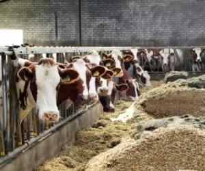 Ketoza u&nbsp;bydła – problem wiecznie żywy!