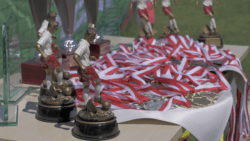 Procam cup