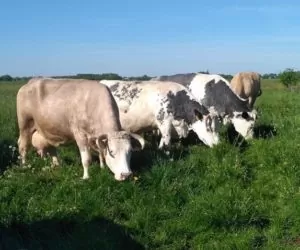guzowata choroba skóry bydła