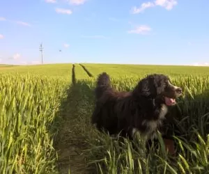 Pies jako inwentarz żywy podlega ubezpieczeniu jak inne zwierzęta!