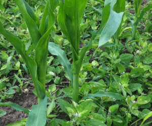 Awaryjne odchwaszczanie kukurydzy – o&nbsp;czym należy pamiętać