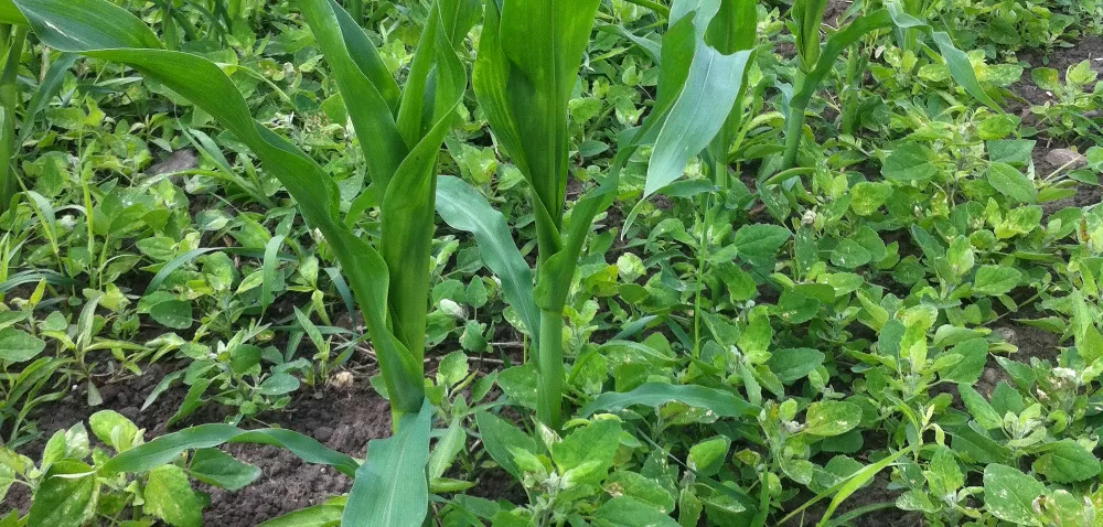 Awaryjne odchwaszczanie kukurydzy – o czym należy pamiętać