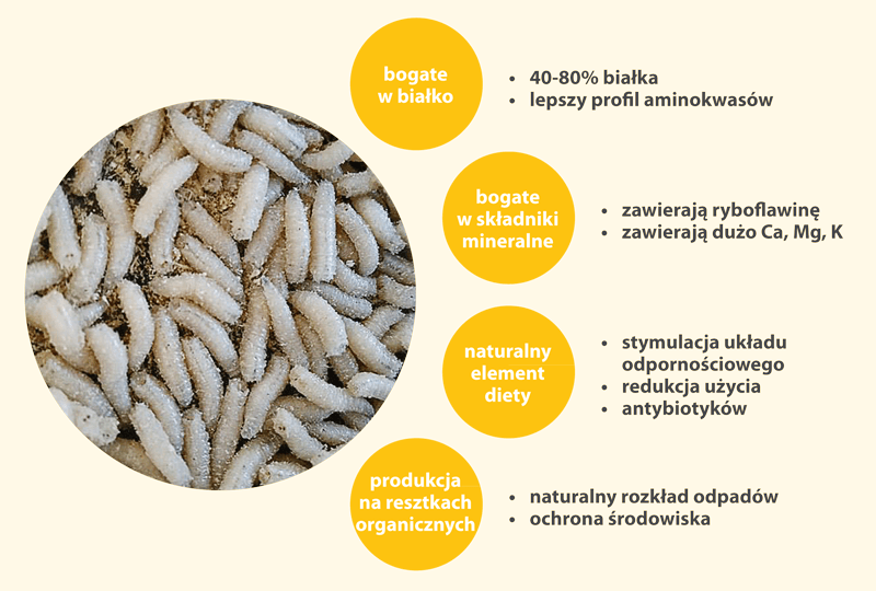 larwy źródłem białka
