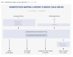 homeostaza wapnia u krowy