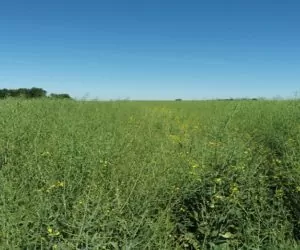 rzepak koniec kwitnienia