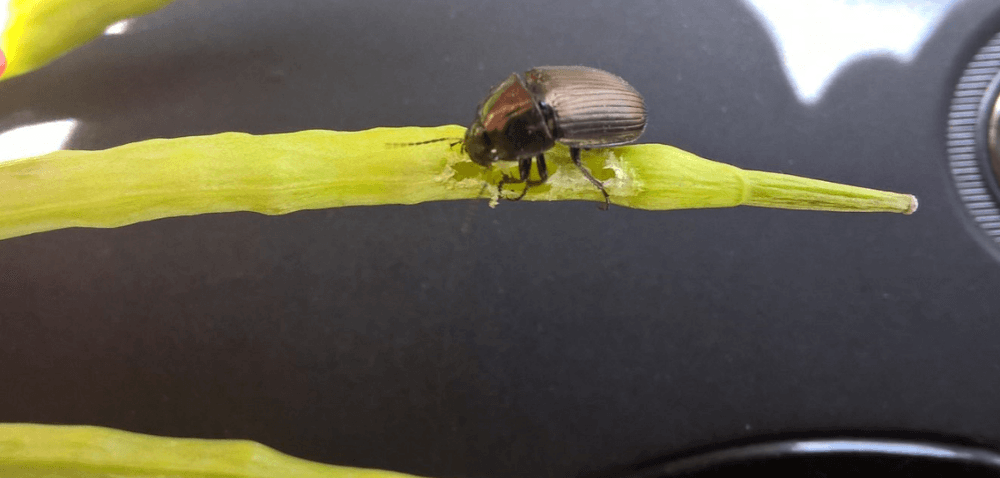 Szkodniki łuszczynowe w&nbsp;rzepaku – czy zagraża naszym uprawom „nowy” owad?