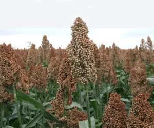 Sorgo: idealne warunki do siewu