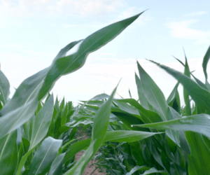 Stan kukurydzy na przełomie czerwca i&nbsp;lipca