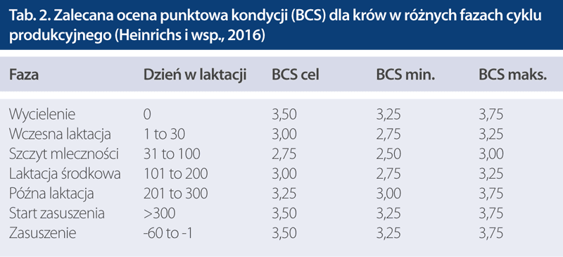 ocena kondycji bcs