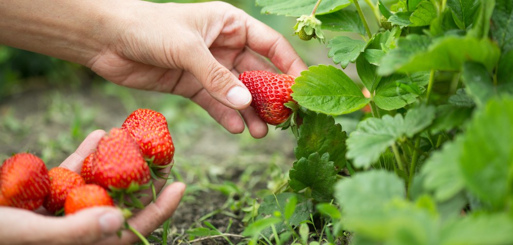 hands with fresh strawberries collected in the garden