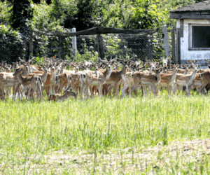 Hodowla danieli; jak zacząć, jak hodować i&nbsp;na czym zarabiać!