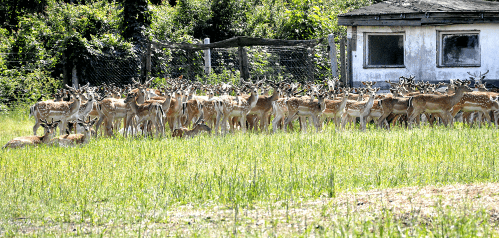 Hodowla danieli; jak zacząć, jak hodować i&nbsp;na czym zarabiać!