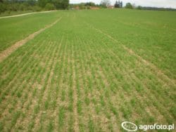 uprawa pełna czy uproszczona