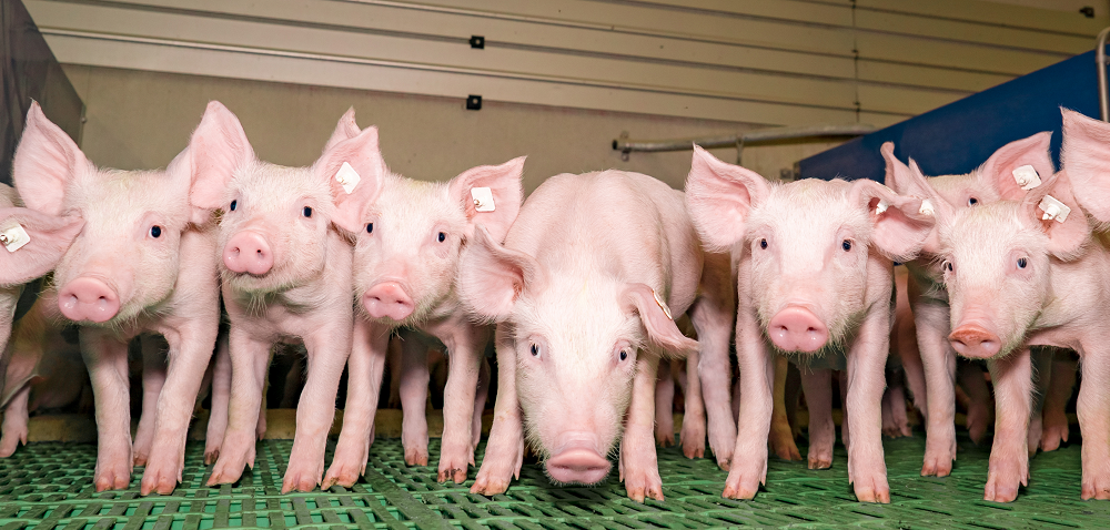 Układ pokarmowy świni – jak prawidłowo żywić lochy?