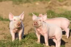 Modernizacja gospodarstw rolnych - do 900 tys. zł z PROW