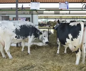 jak przygotować krowę do wystawy?