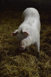 zapotrzebowanie zwierząt na wodę