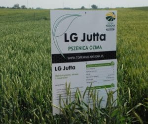 Pszenica LG Jutta – wybitnie plenna