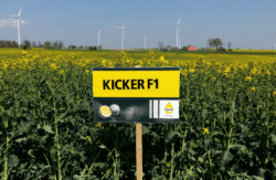 rzepak ozimy KICKER F1