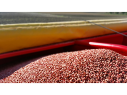 zaprawione nasiona Golden Seeds
