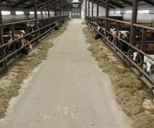 Produkcja cielęciny i&nbsp;wołowiny na światowym poziomie. Odwiedź profesjonalną bukaciarnię!