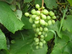 Szkoły rolnicze w województwie małopolskim 