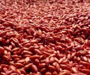 Wysoki plon i&nbsp;jakość zbóż w&nbsp;czterech krokach