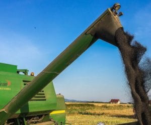 Rozpoczęły się „czarne żniwa”, czyli żniwa rzepakowe