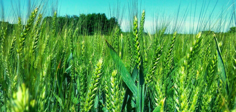 Źródło: agrofoto.pl; użytkownik: galoni