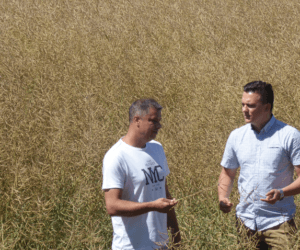 Zwalczanie chwastów w&nbsp;rzepaku ozimym – jaką technologię wybrać?