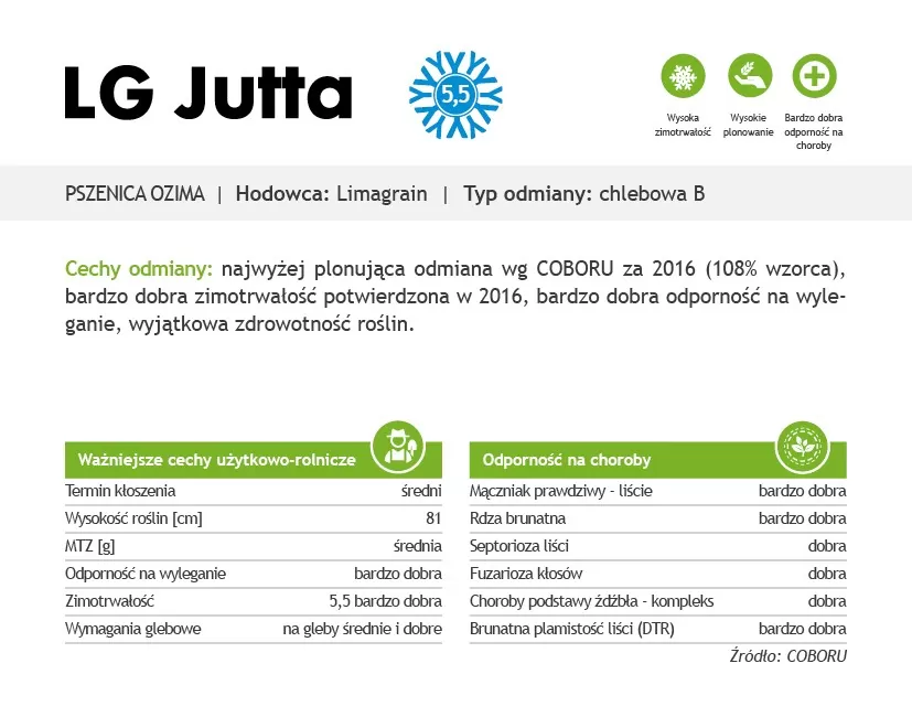 pszenica LG Jutta