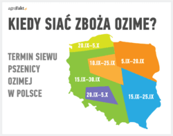 terminy siewu pszenicy ozimej - mapa