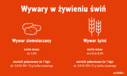 Wywary w żywieniu świń są coraz popularniejsze