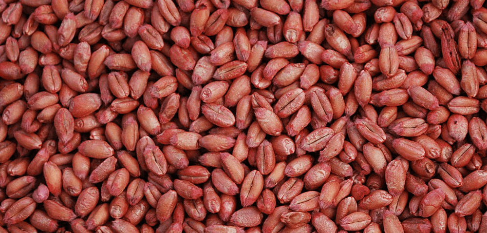 Na co zwrócić uwagę przy zakupie materiału siewnego