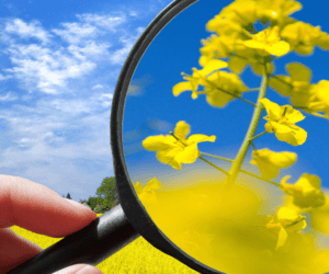 Kiedy wykonać zabieg na opadanie płatków w&nbsp;rzepaku?