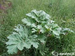 Barszcz Sosnowskiego