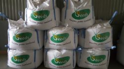 Golden Seeds