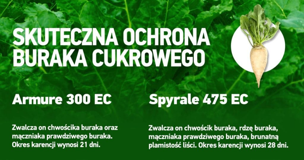 środki na chwościka buraka