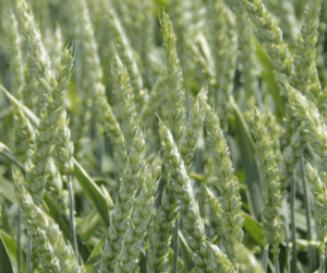 Kłoszenie pszenicy a&nbsp;dobór odmian