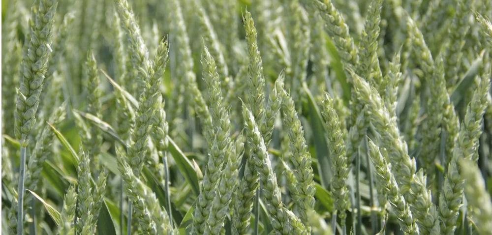 kłos kalman