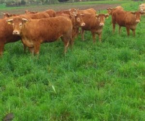 Gzawica bydła; jak chronić nasze zwierzęta?