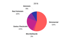 Stada krów w Szwajcarii reprezentują rasy Simental i Red Holstein
