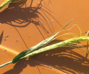 Niewłaściwa ochrona kłosa pszenicy ozimej i&nbsp;innych zbóż – skutki