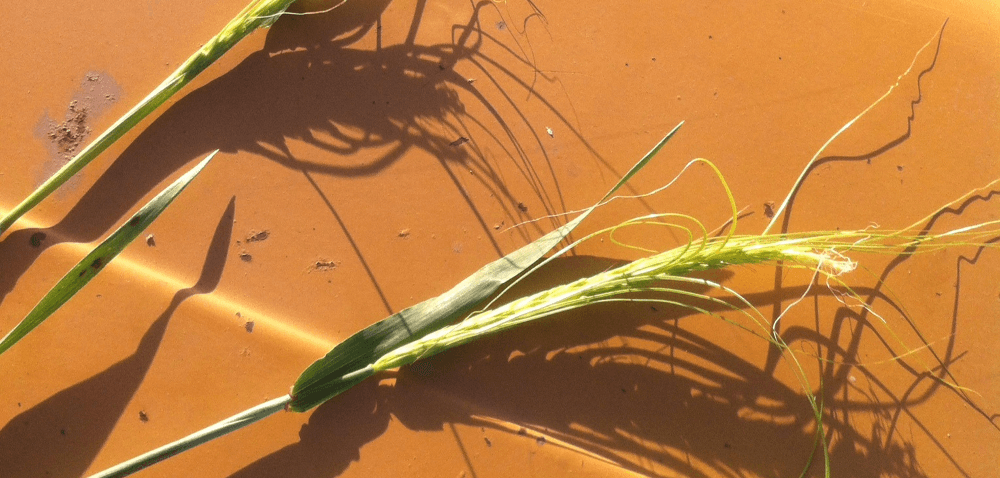 Niewłaściwa ochrona kłosa pszenicy ozimej i&nbsp;innych zbóż – skutki