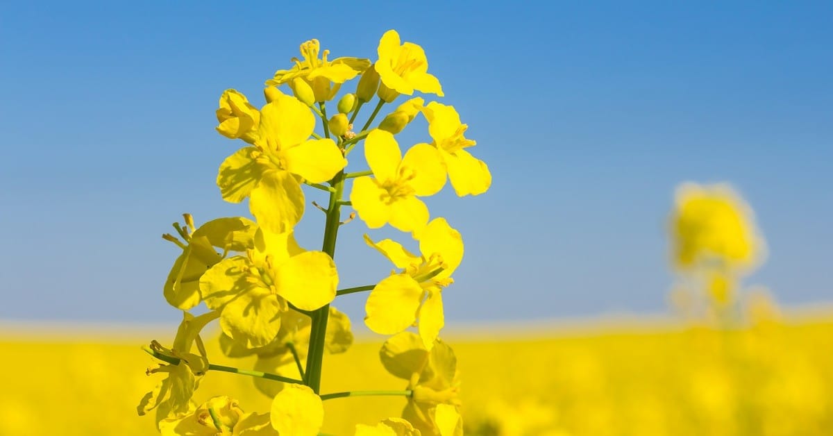 Zwalczanie śmietki kapuścianej w&nbsp;rzepaku ozimym